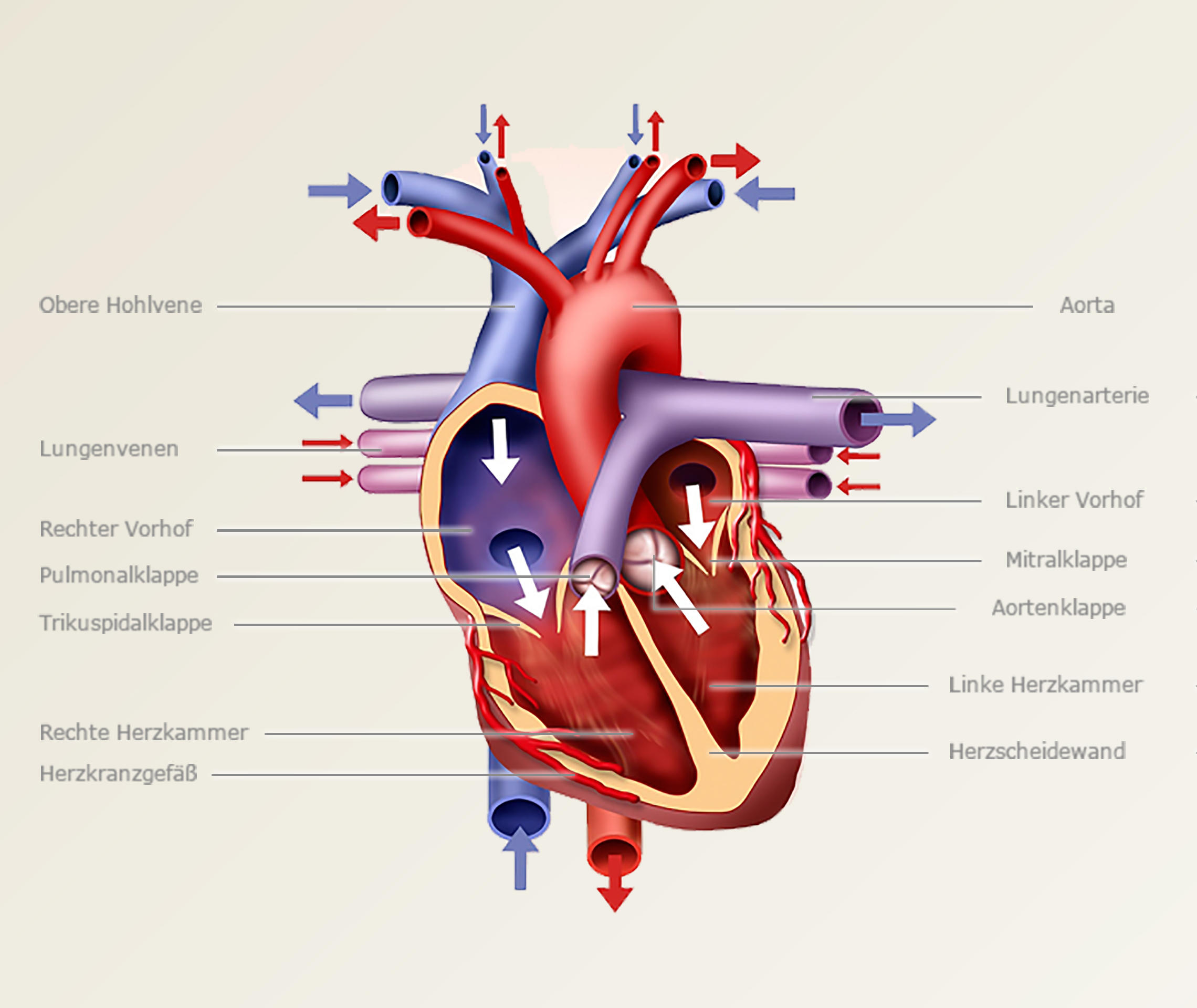 Das Herz Aufbau  und Funktion Transplantation verstehen