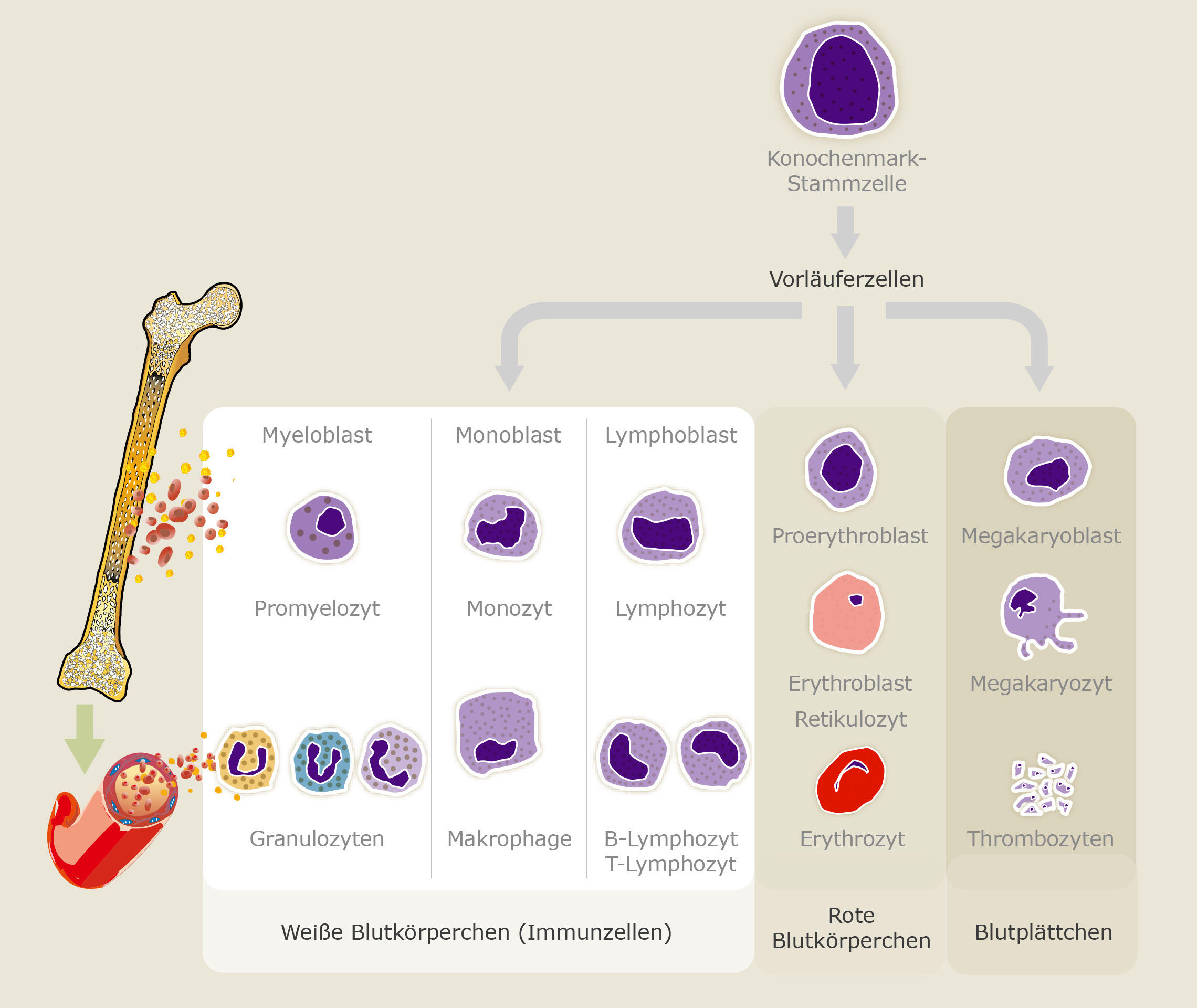 Blutstammzelltransplantation und Knochenmarktransplantation