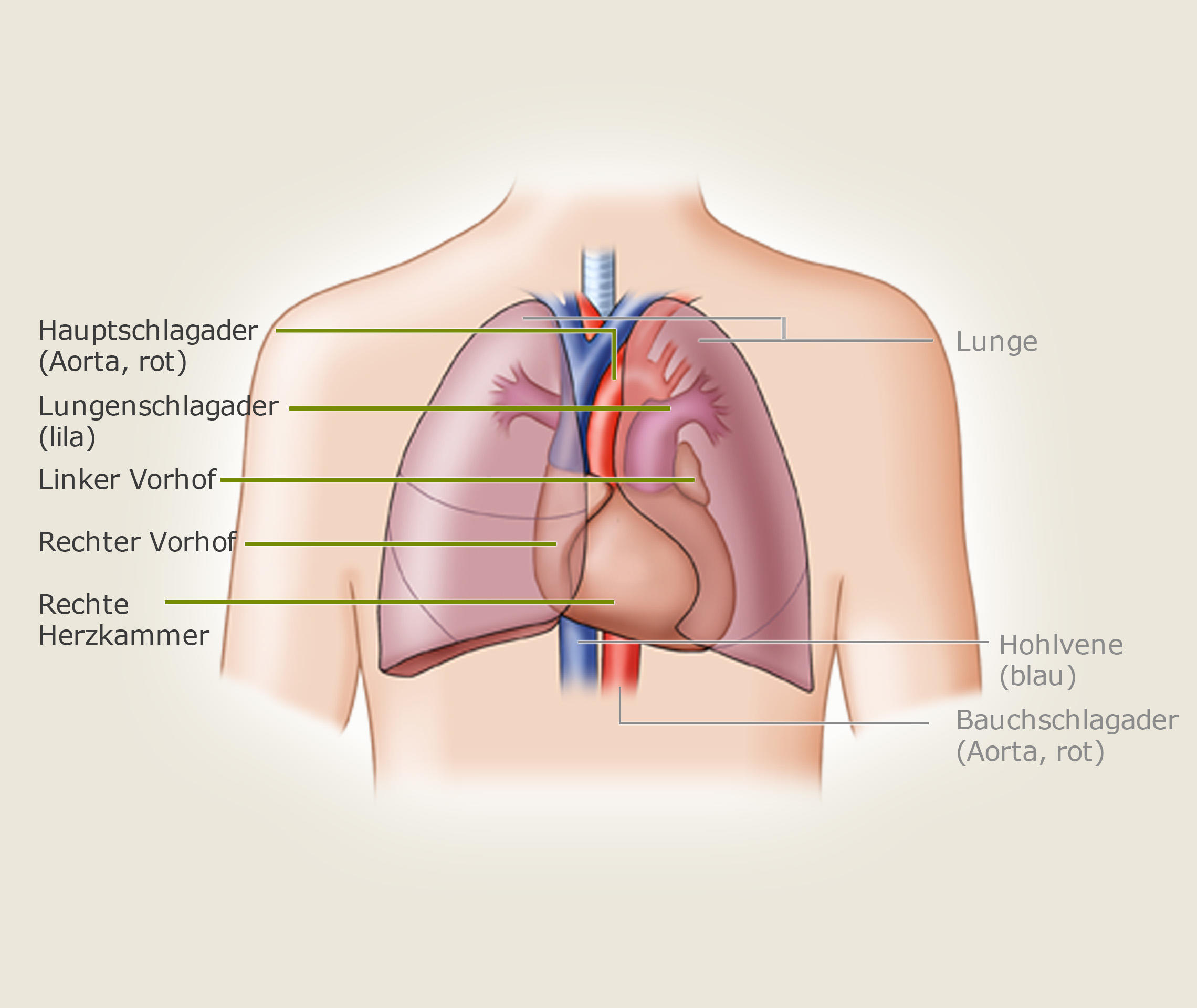 Ablauf Einer Herztransplantation Transplantation Verstehen