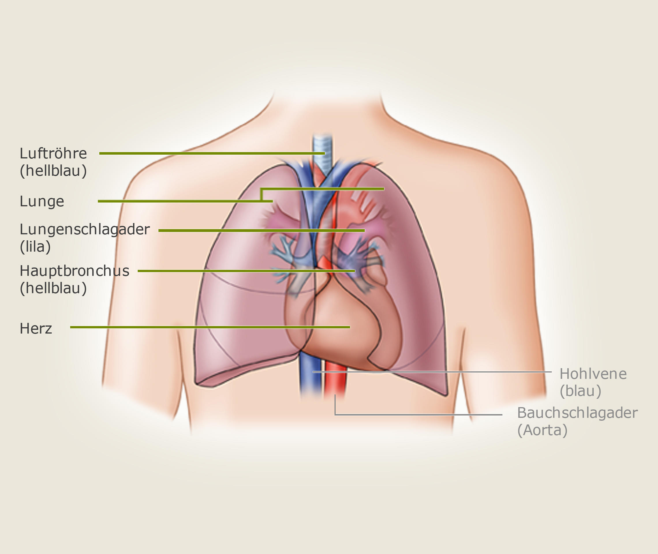 Ablauf Einer Lungentransplantation Transplantation Verstehen