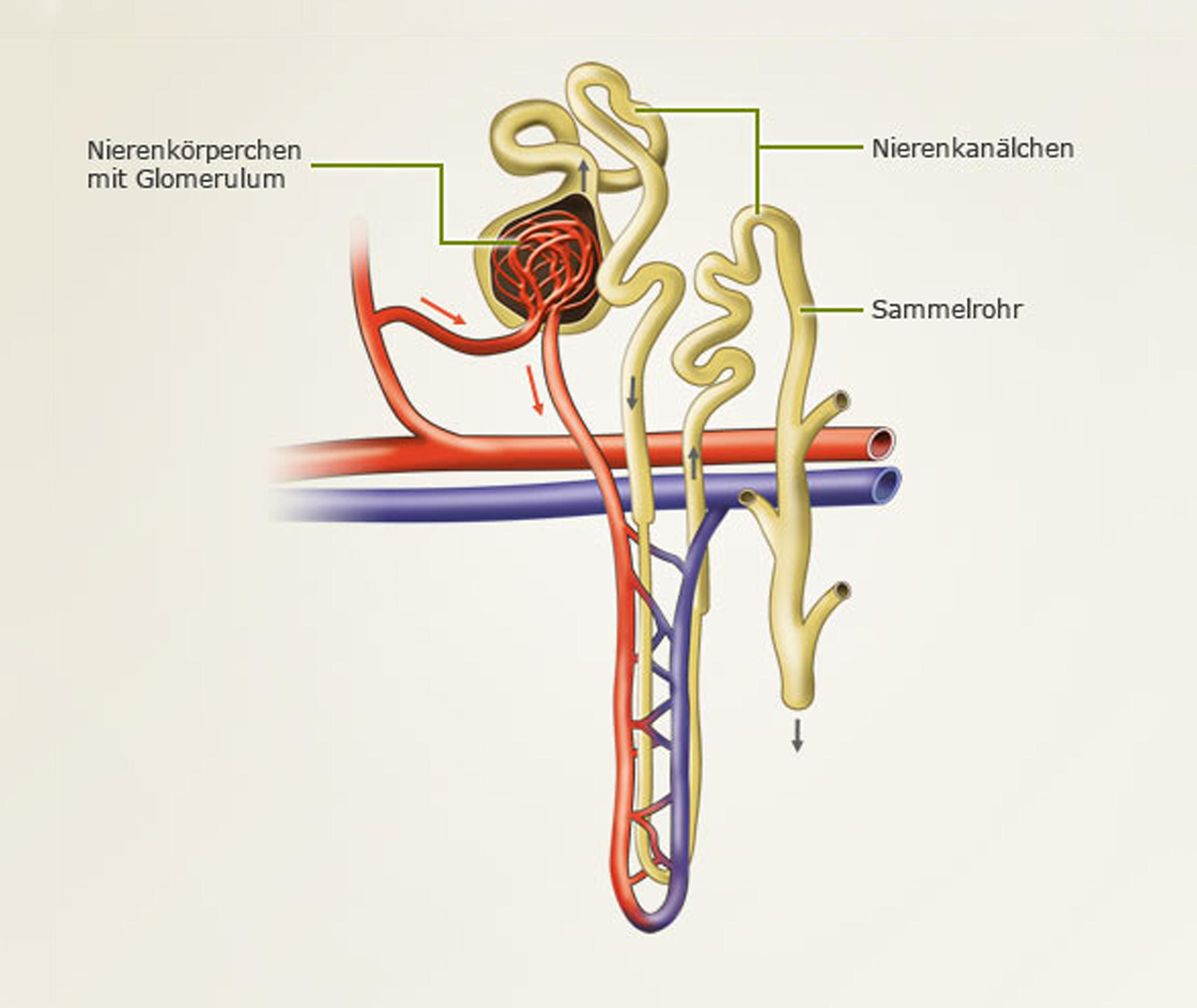 Ablauf Einer Nierentransplantation Transplantation Verstehen