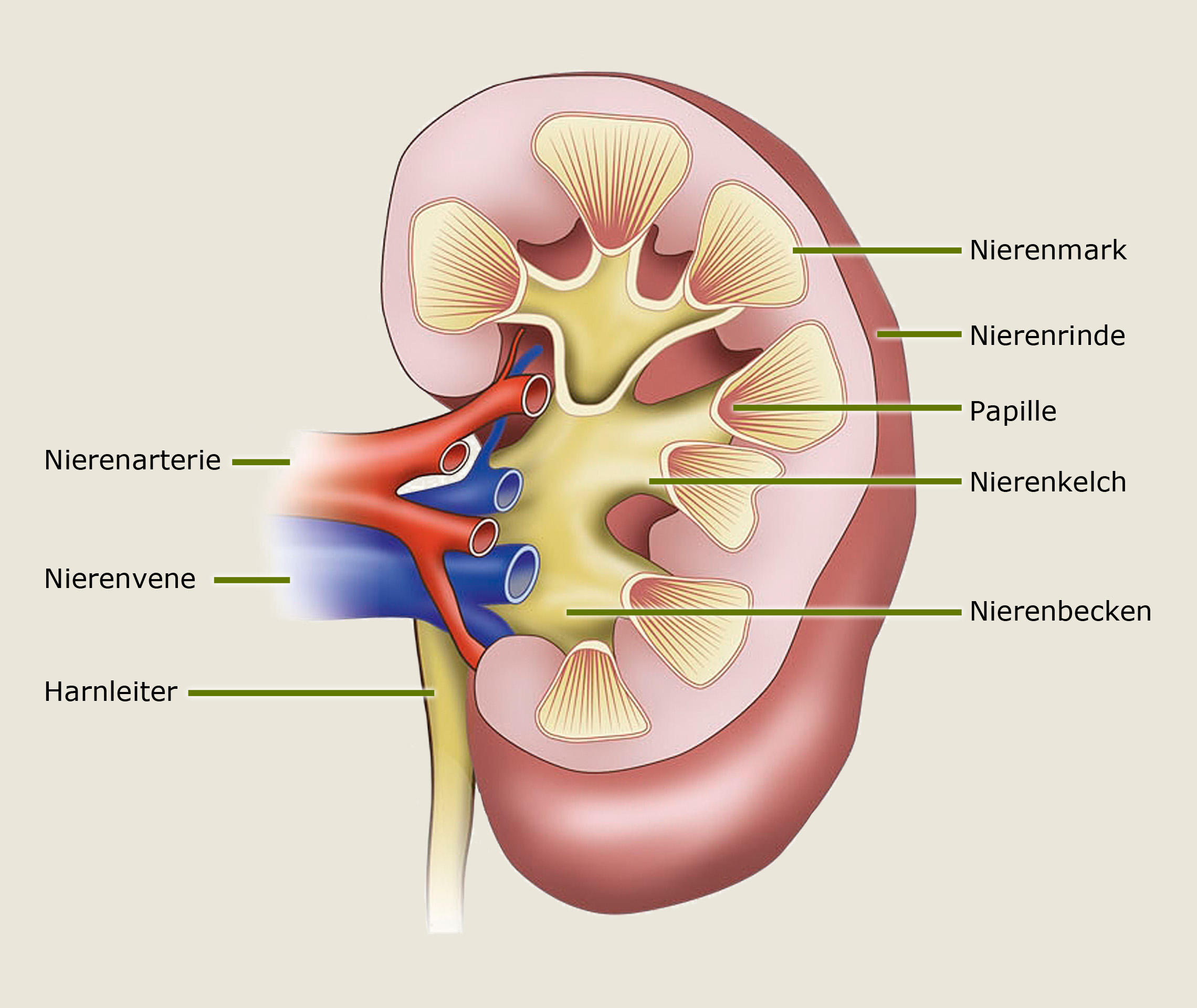 Ablauf Einer Nierentransplantation Transplantation Verstehen