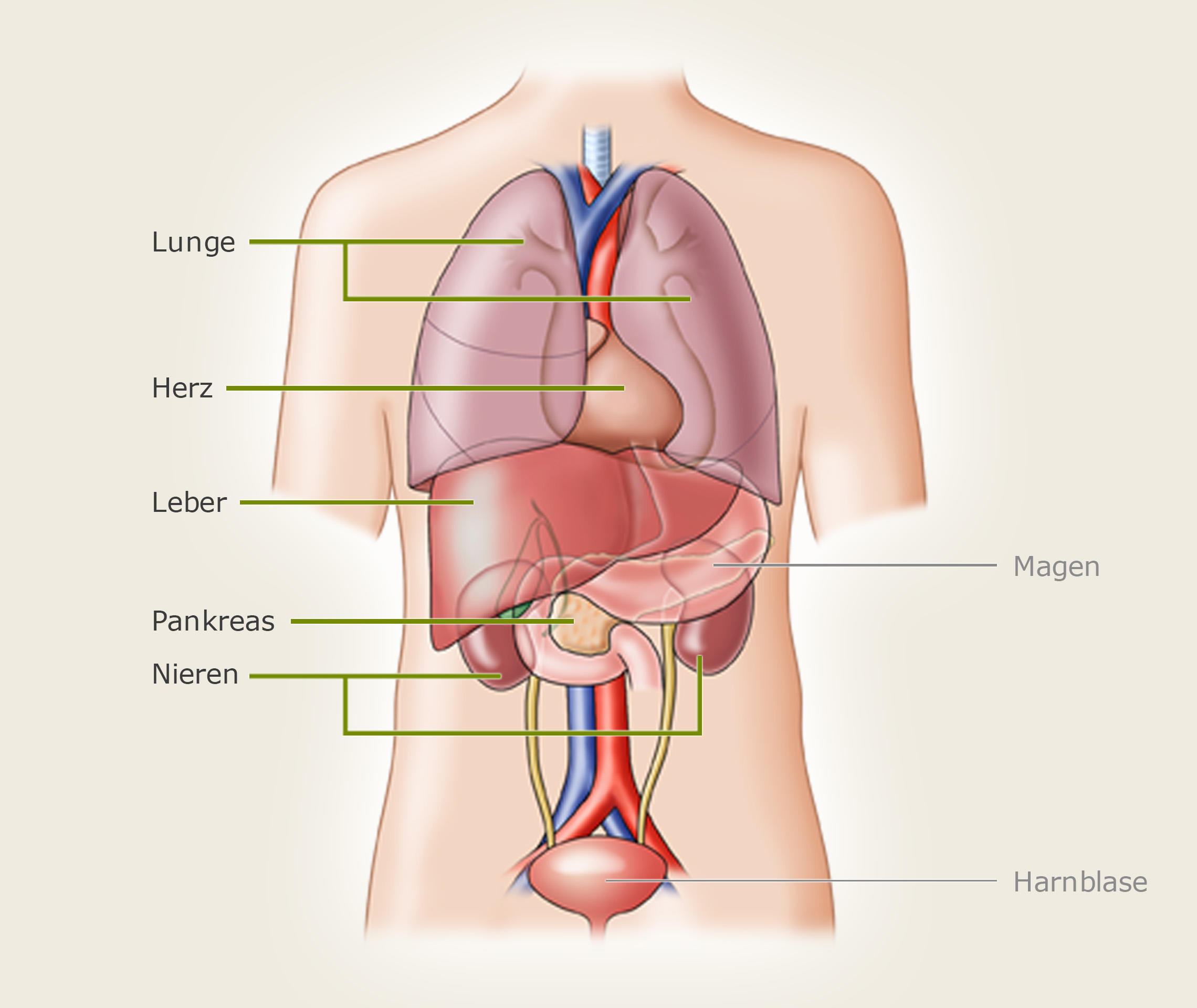 Organtransplantation-welche-Organe