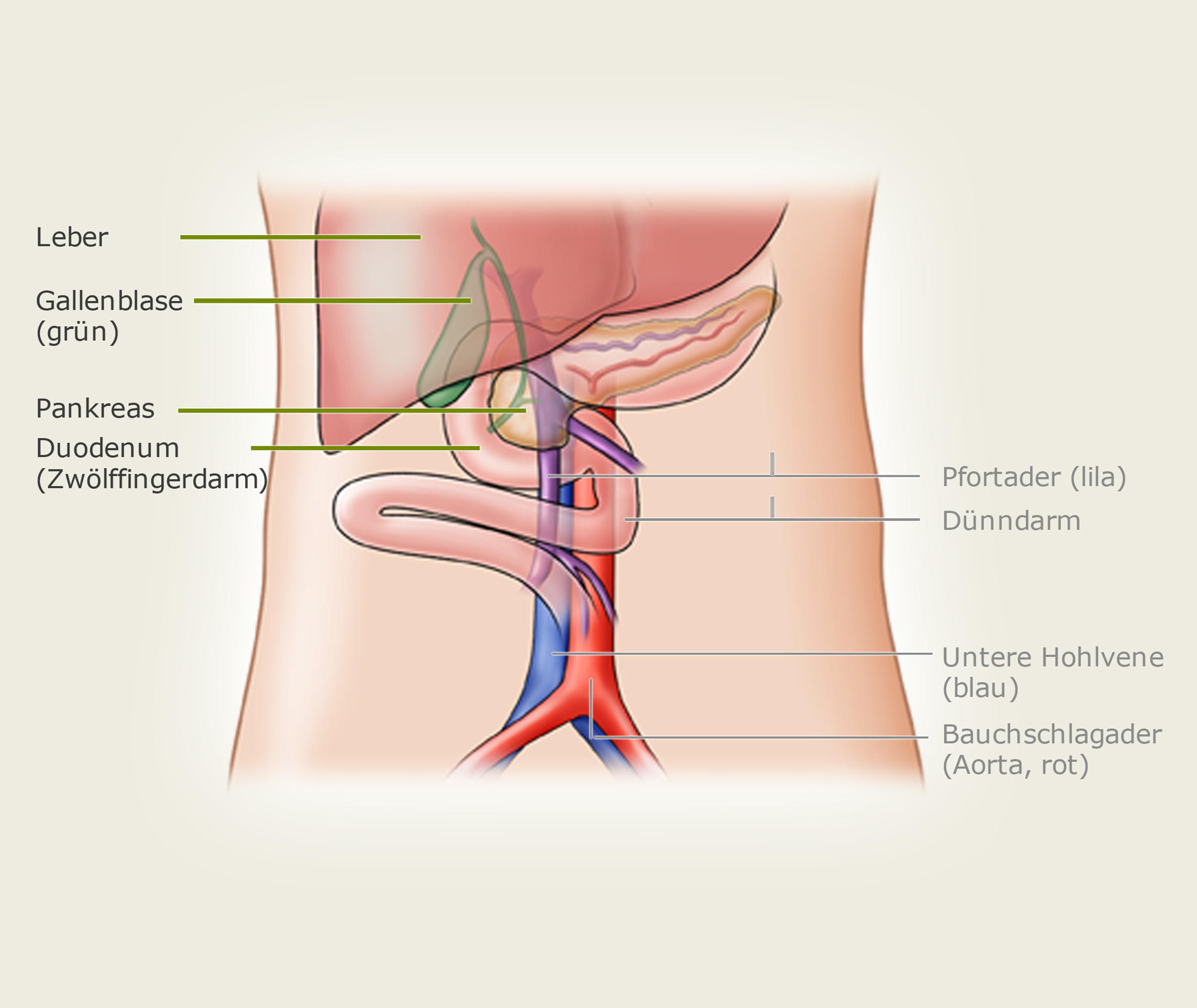 Transplantation Welche Organe Konnen Ersetzt Werden Transplantation Verstehen De