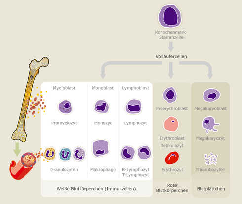 Blutzellen-Hämatopoese