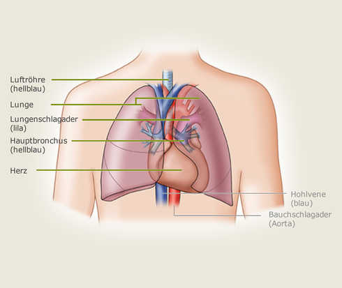Lage der Lunge im Brustkorb