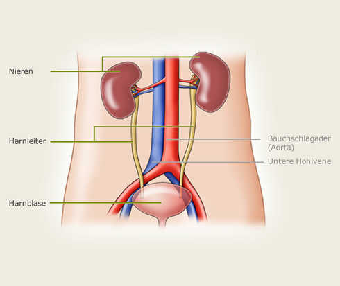 Lage der Nieren im Bauchraum