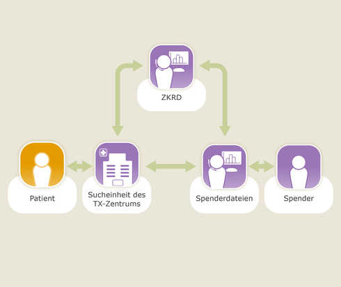 Die Spendersuche erfolgt in enger Abstimmung zwischen Transplantationszentrum, Sucheinheit, ZKRD und den Spenderdateien