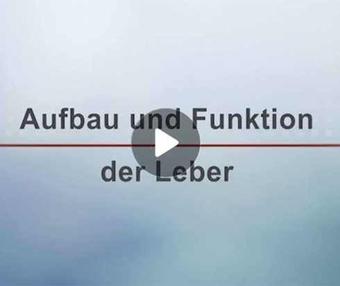 Transplantation verstehen: Das Foto zeigt das Anfangsbild eines Films über Aufbau und Funktion der Leber