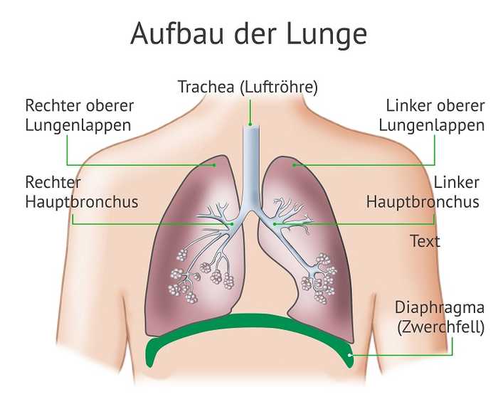 Diese Grafik zeigt den Aufbau der Lunge