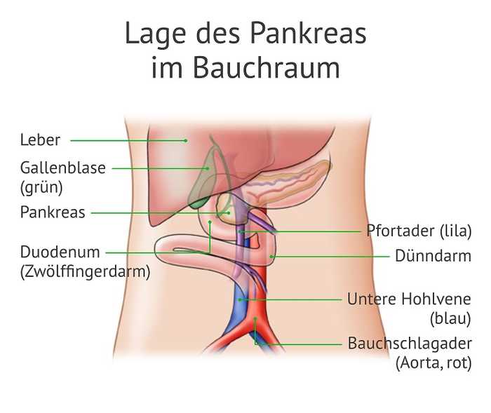 Grafik zur Lage des Pankreas im Bacuhraum
