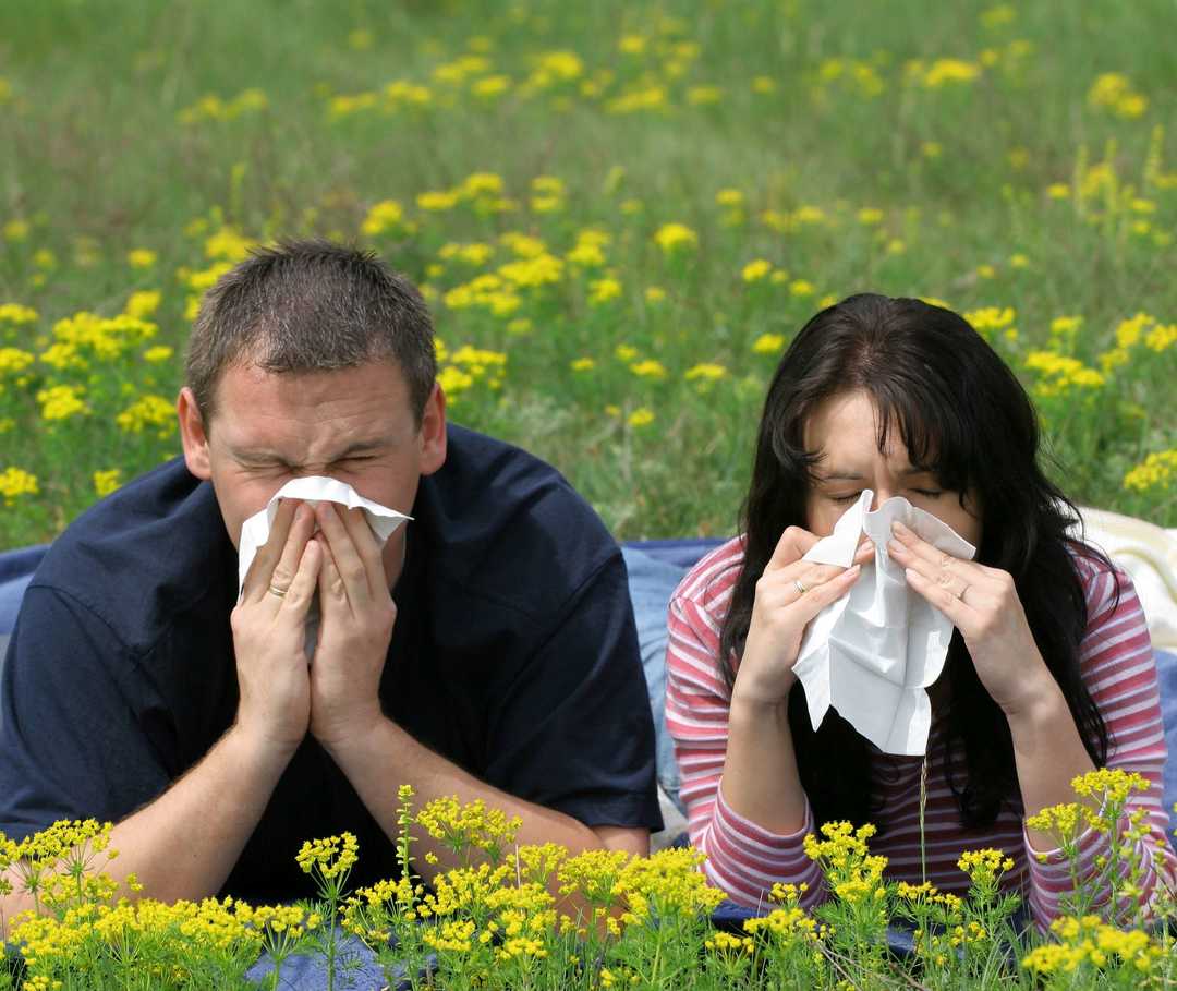 Auswirkungen der Transplantation auf die Allergiebereitschaft