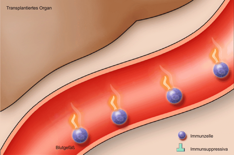 Immunsuppression-Wirkung