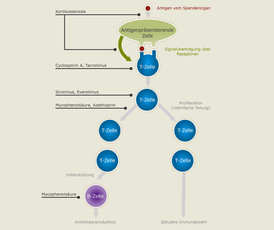 Immunsuppressiva Der Abstossung Vorbeugen Transplantation Verstehen