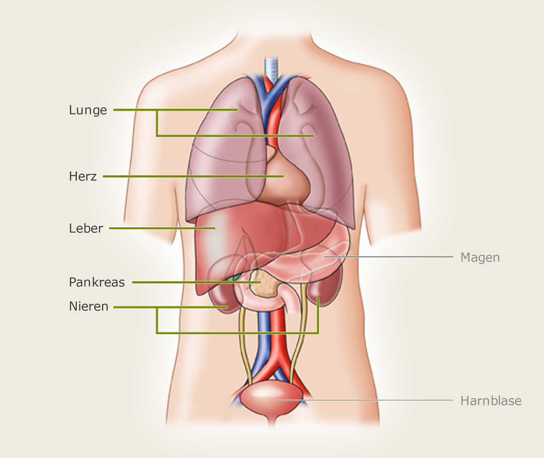 Organtransplantation-welche-Organe
