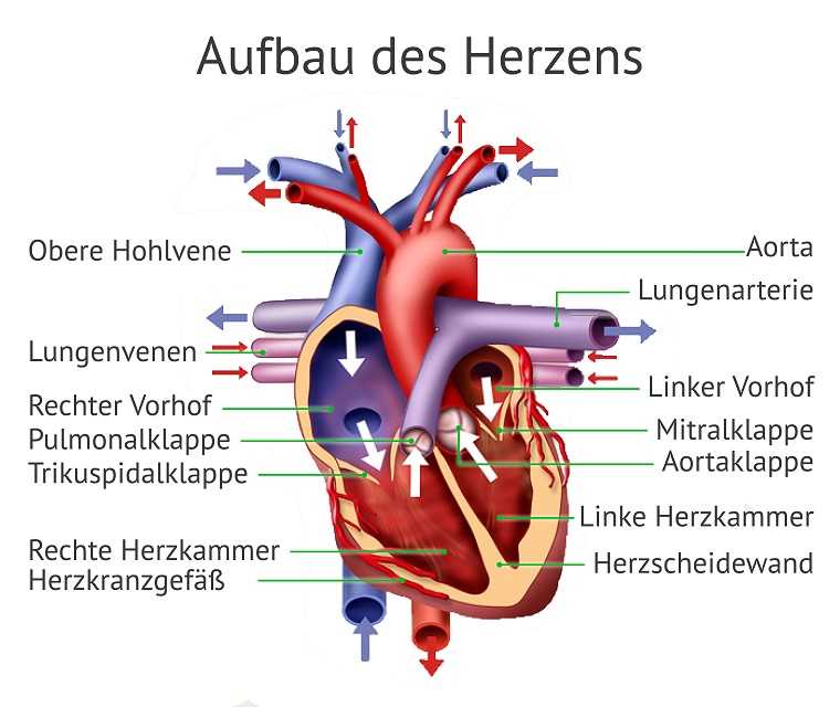 Latein herz aufbau Lunge (Anatomie)