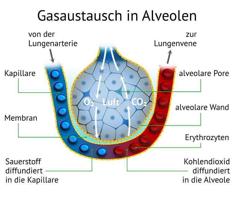Diese Grafik zeigt den Gasaustausch in den Alveolen
