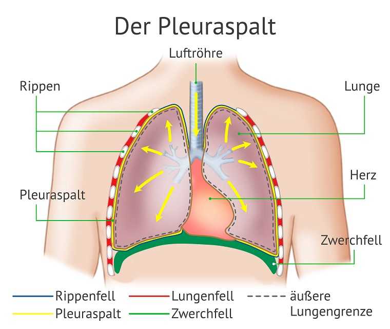 Auf der Grafik ist der Aufbau der Pleura dargetsellt