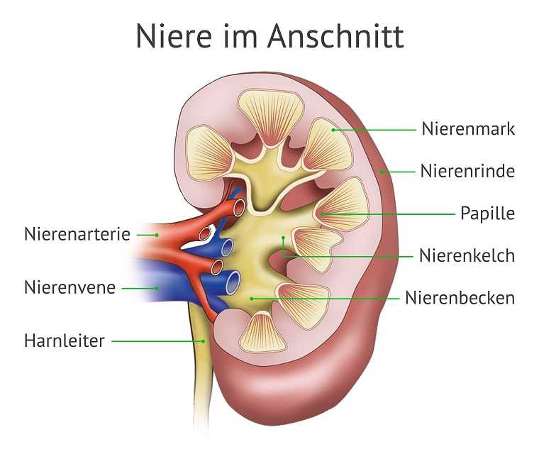 Die Grafik zeigt den Querschnitt einer Niere sowie ihre einzelnen Bestandteile