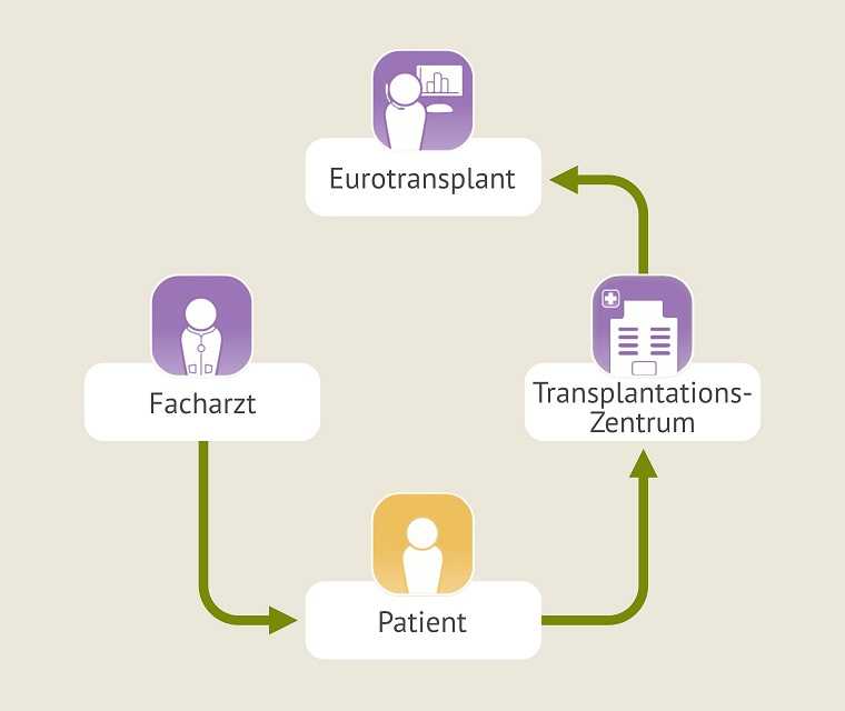Transplantation verstehen: Die Grafik zeigt den Entscheidungsweg vom Facharzt über den Patienten bis zu Eurotransplant 
