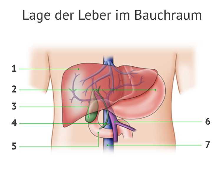 Die Grafik einer Leber mit nummerischer Beschriftung
