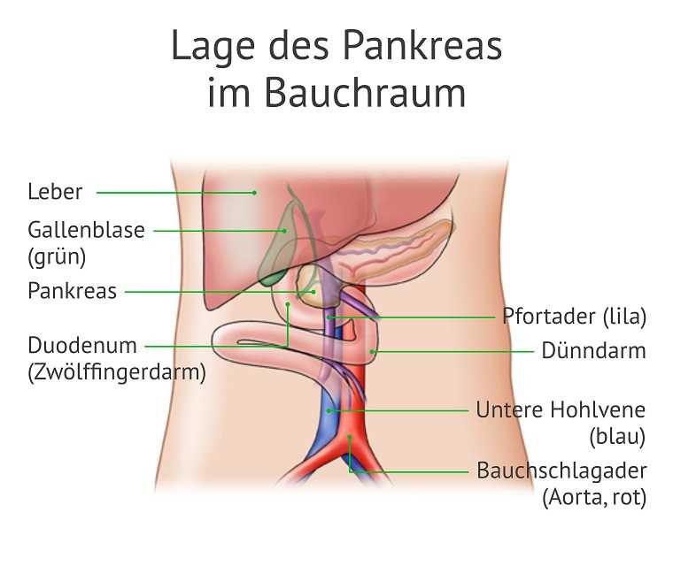 Grafik zur Lage des Pankreas im Bacuhraum