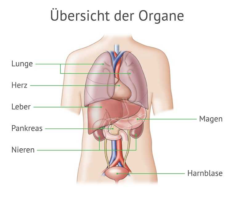 Transplantation verstehen: Die Grafik zeigt die Lage der einzelnen Organe