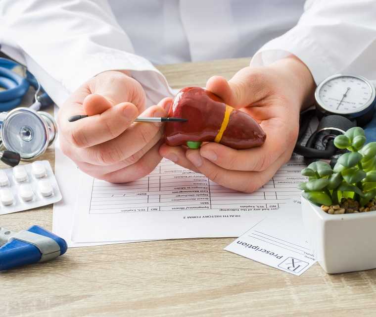 Arzt hält ein Leber-Modell in der Hand und deutet darauf